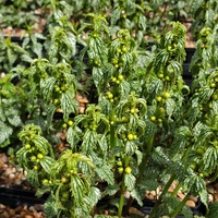 Lamium galeobdolon 'Herman's Pride'
